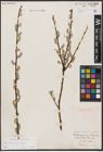 Foto von Salix aurita L. x Salix caprea L.